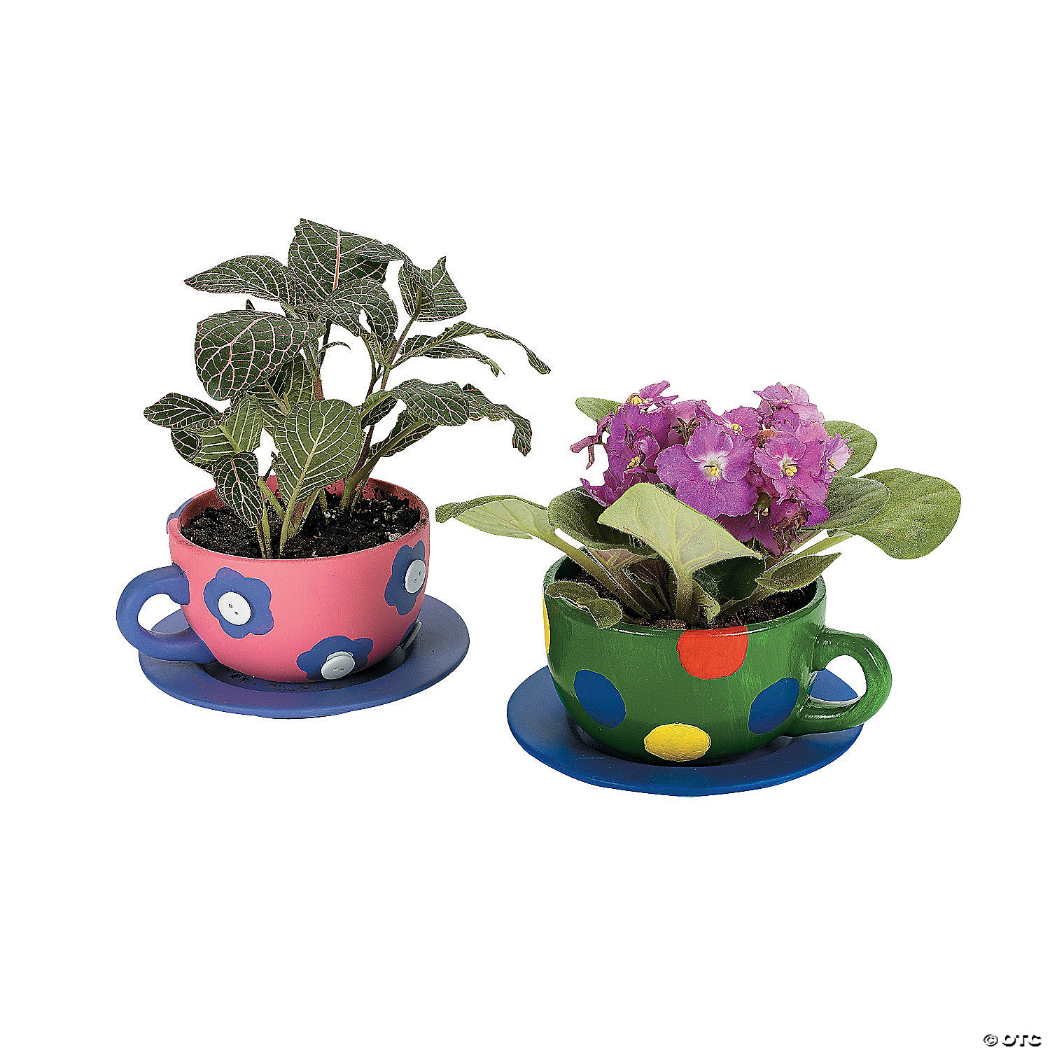 Adult DIY Ceramic Tea Cup Planter Kit Peotone Library